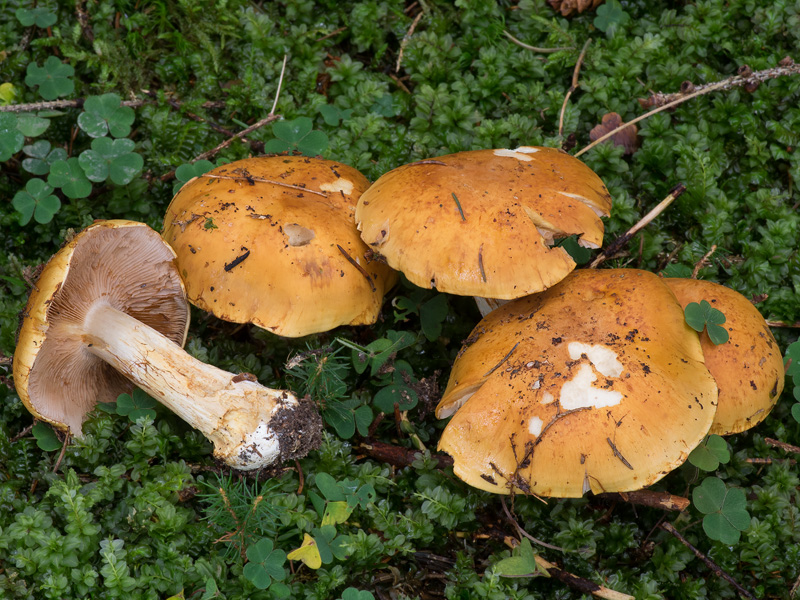 Cortinarius fulminoides